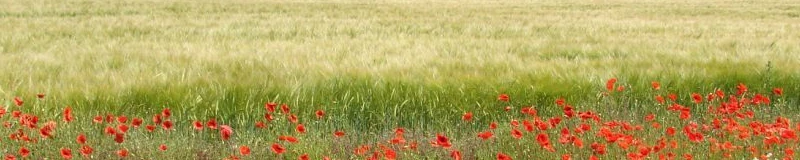 Земеделски земи -ниви, пасища, лозя, гори, ливади